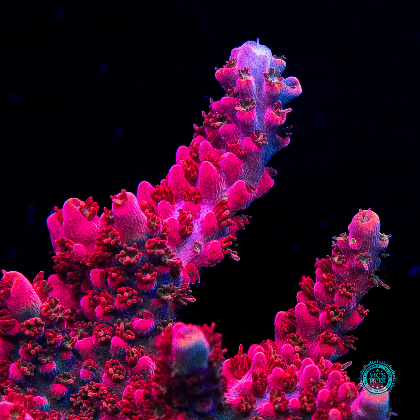 XL WWC Pantera Rosa Acropora