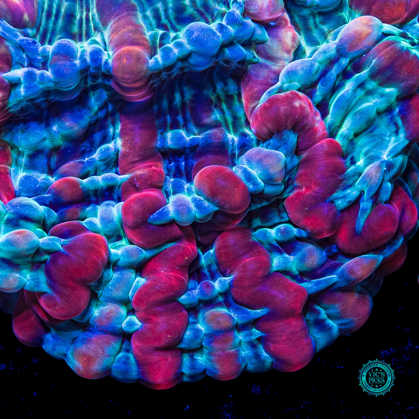 Kaleidoscope Indophyllia