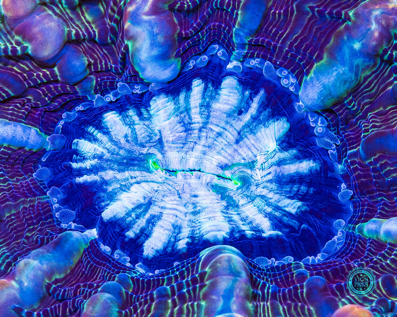 Kaleidoscope Indophyllia