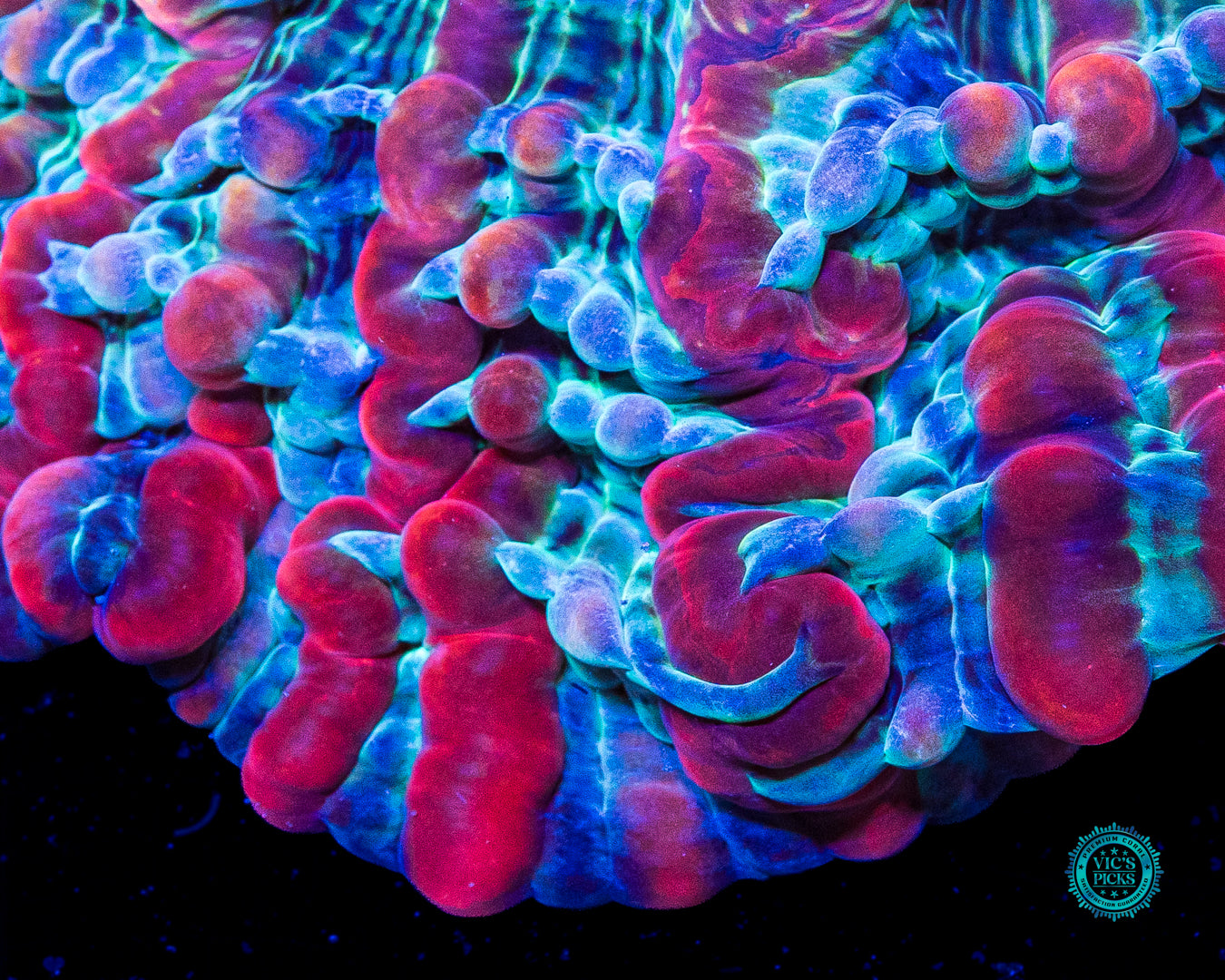 Kaleidoscope Indophyllia