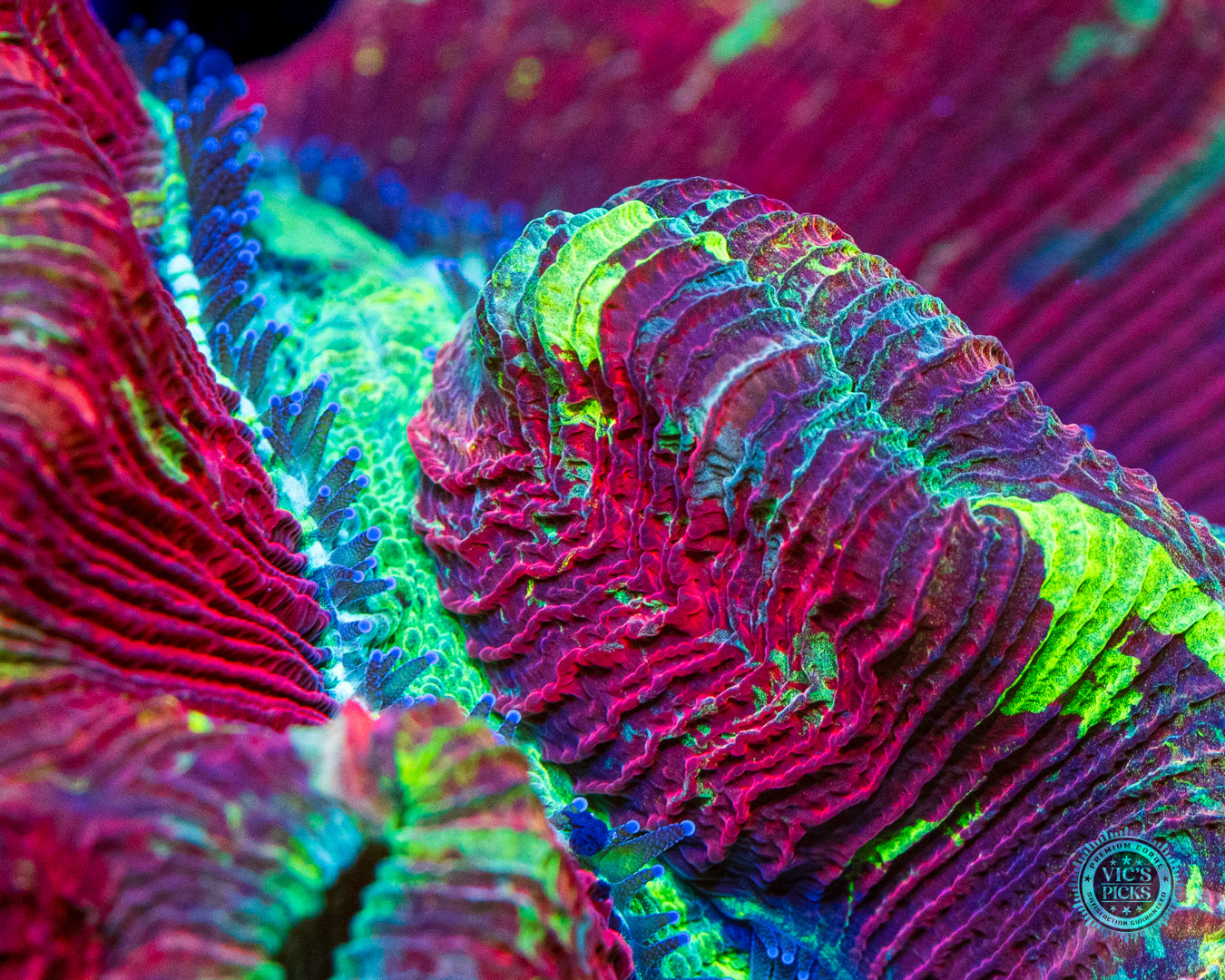 Dragon Fruit Trachyphyllia