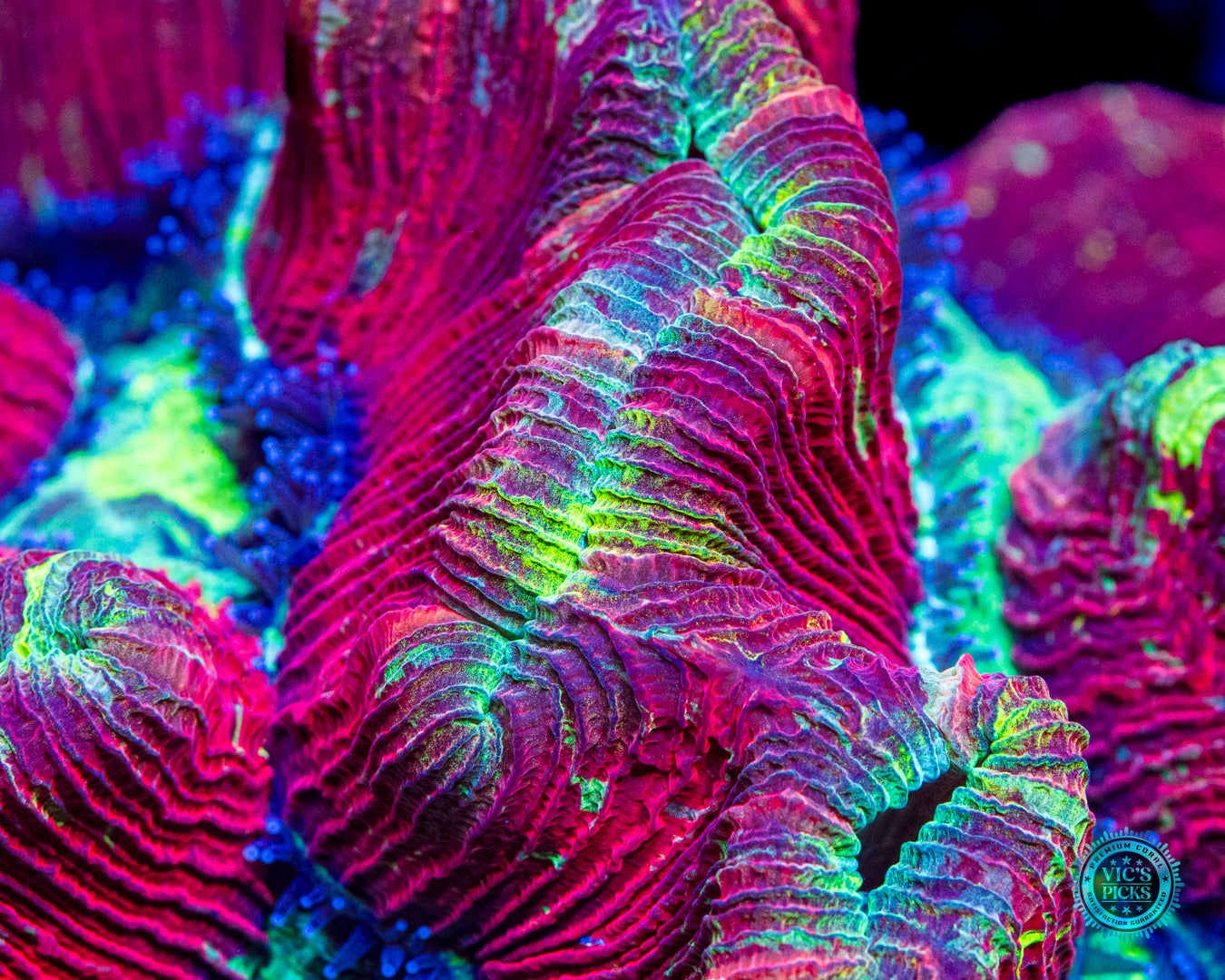 Dragon Fruit Trachyphyllia