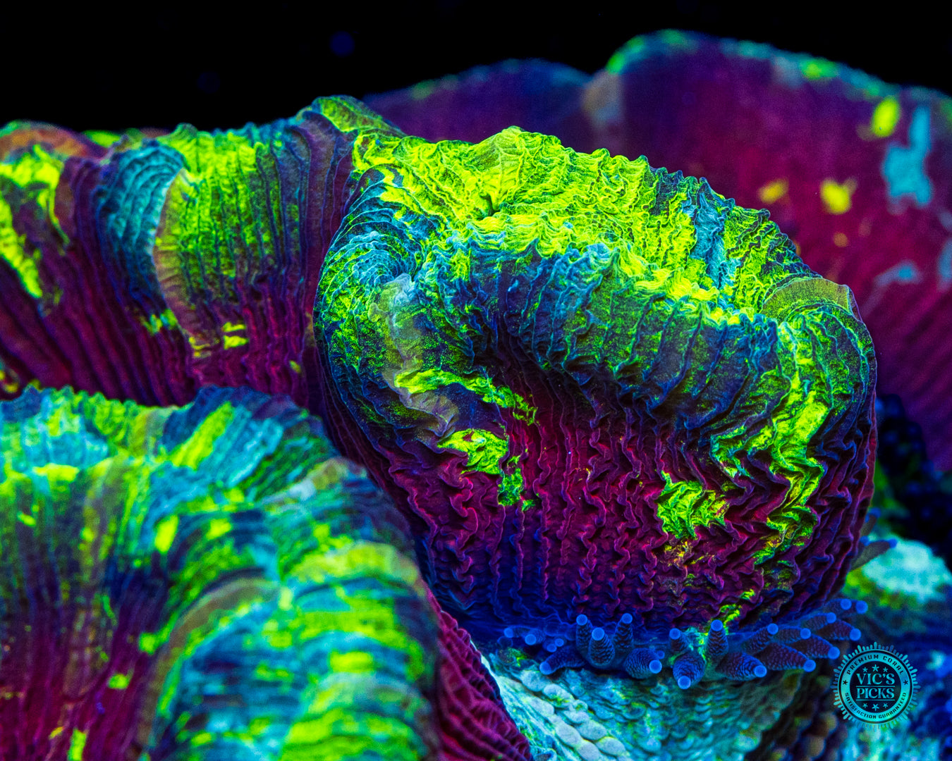 Electric Cherry Tracyphyllia