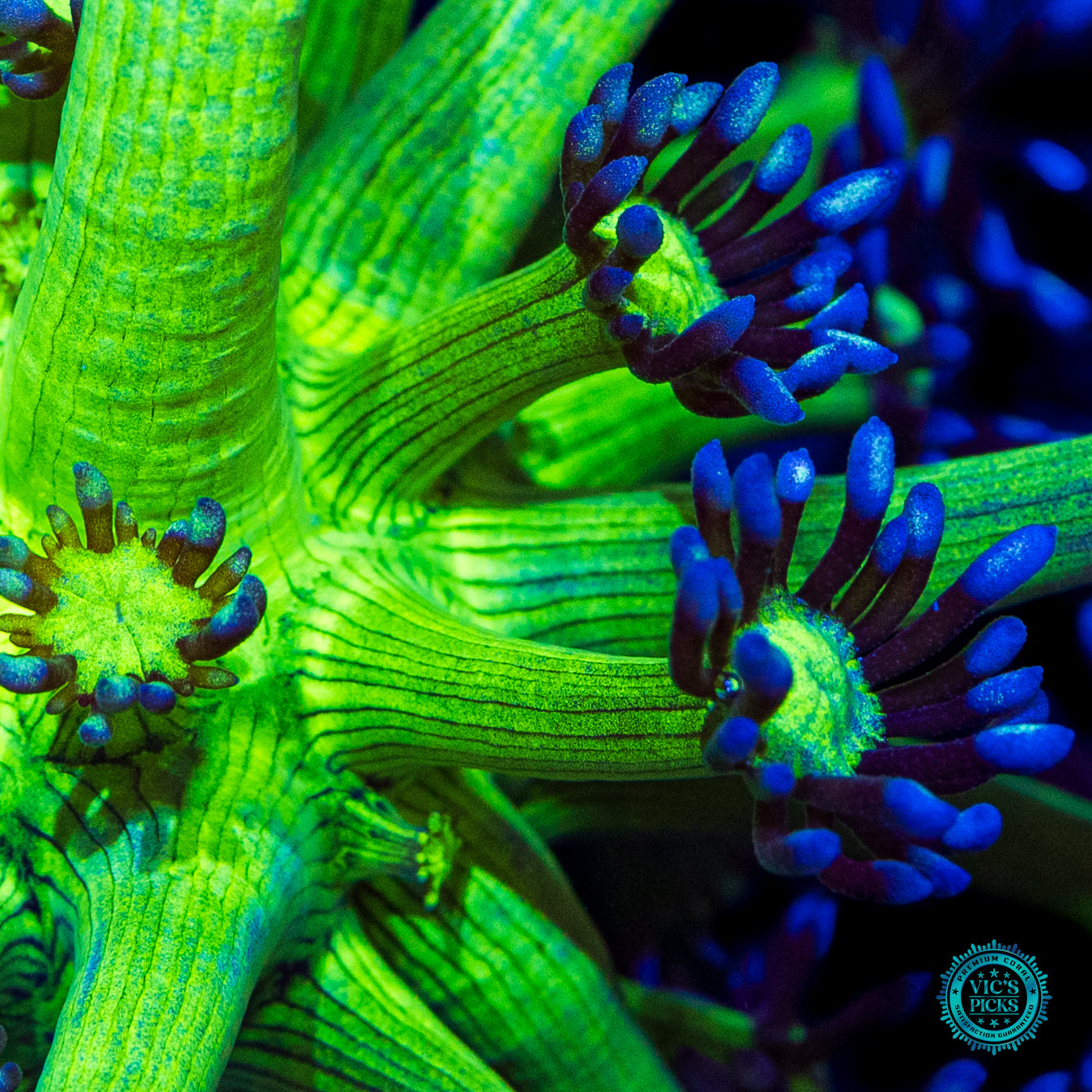 WWC Shadow Flame Goniopora