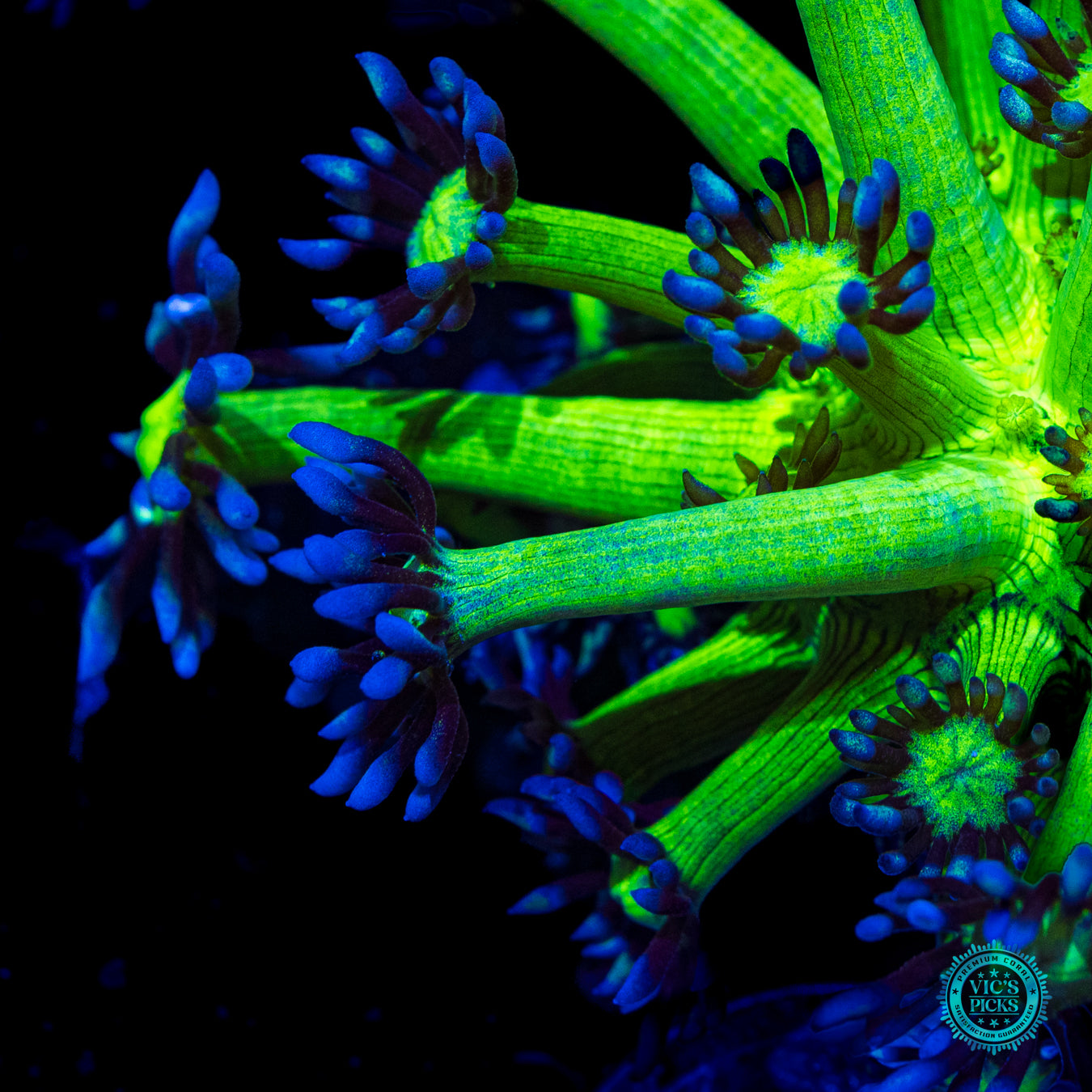 WWC Shadow Flame Goniopora