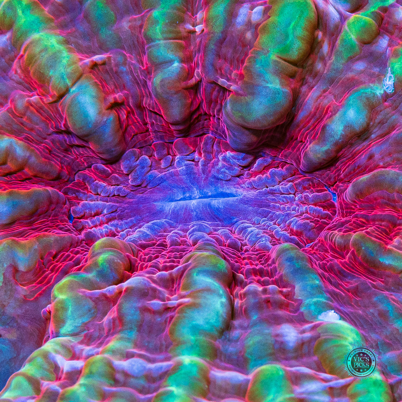 Dragon Eye Indophyllia