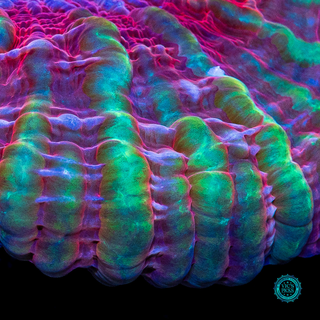 Dragon Eye Indophyllia