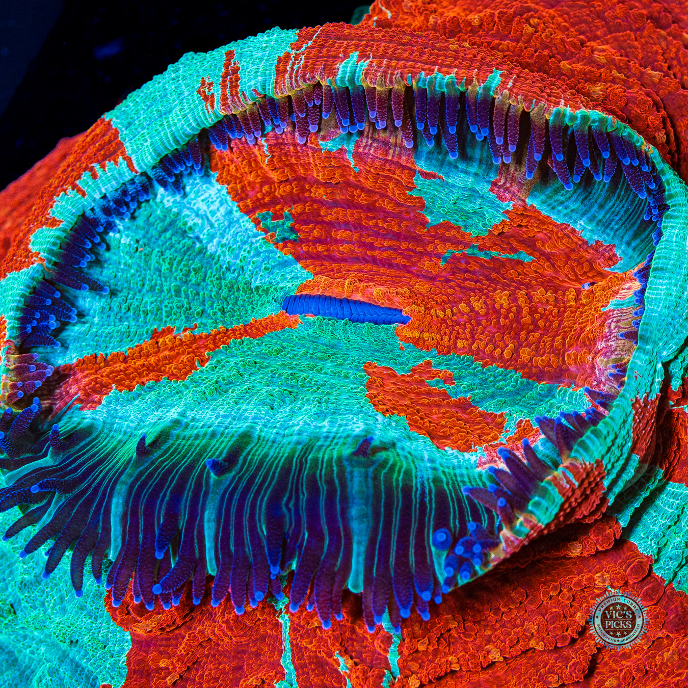 Soulfrost Acanthophyllia