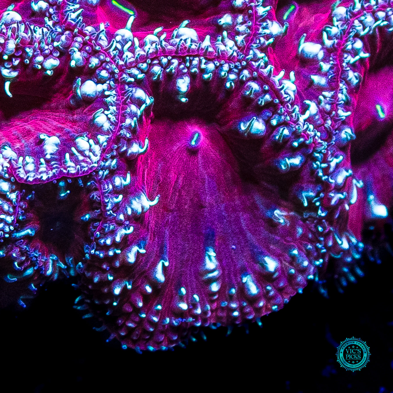 Candy Cane Lane Blastomussa