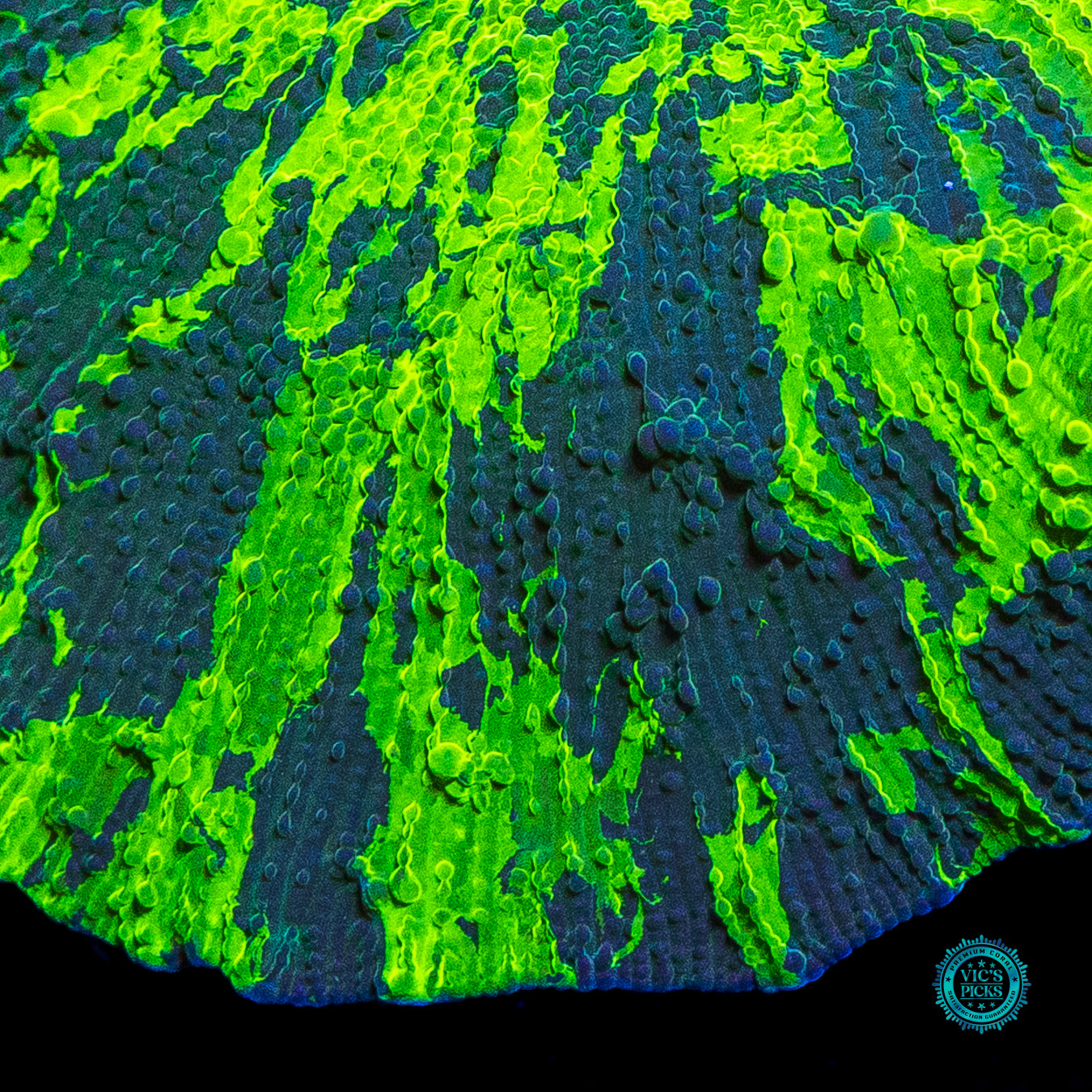 Kryptonite Jawbreaker Mushroom