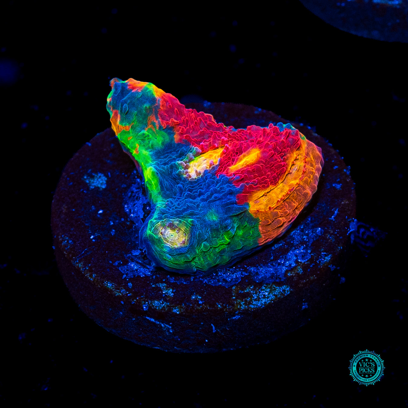WWC Supa Fly Rainbow Chalice