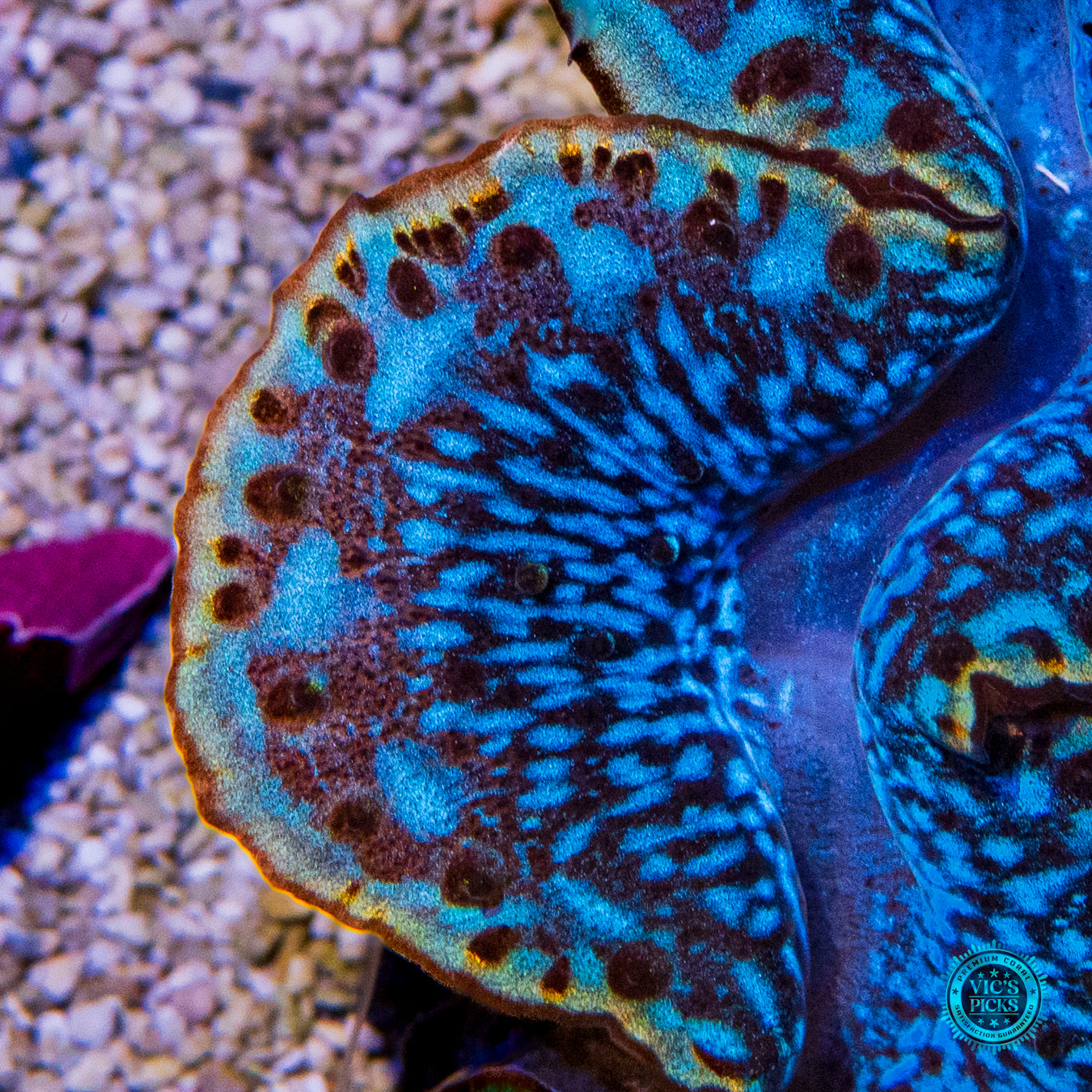 Subzero Lightning Storm Maxima Clam