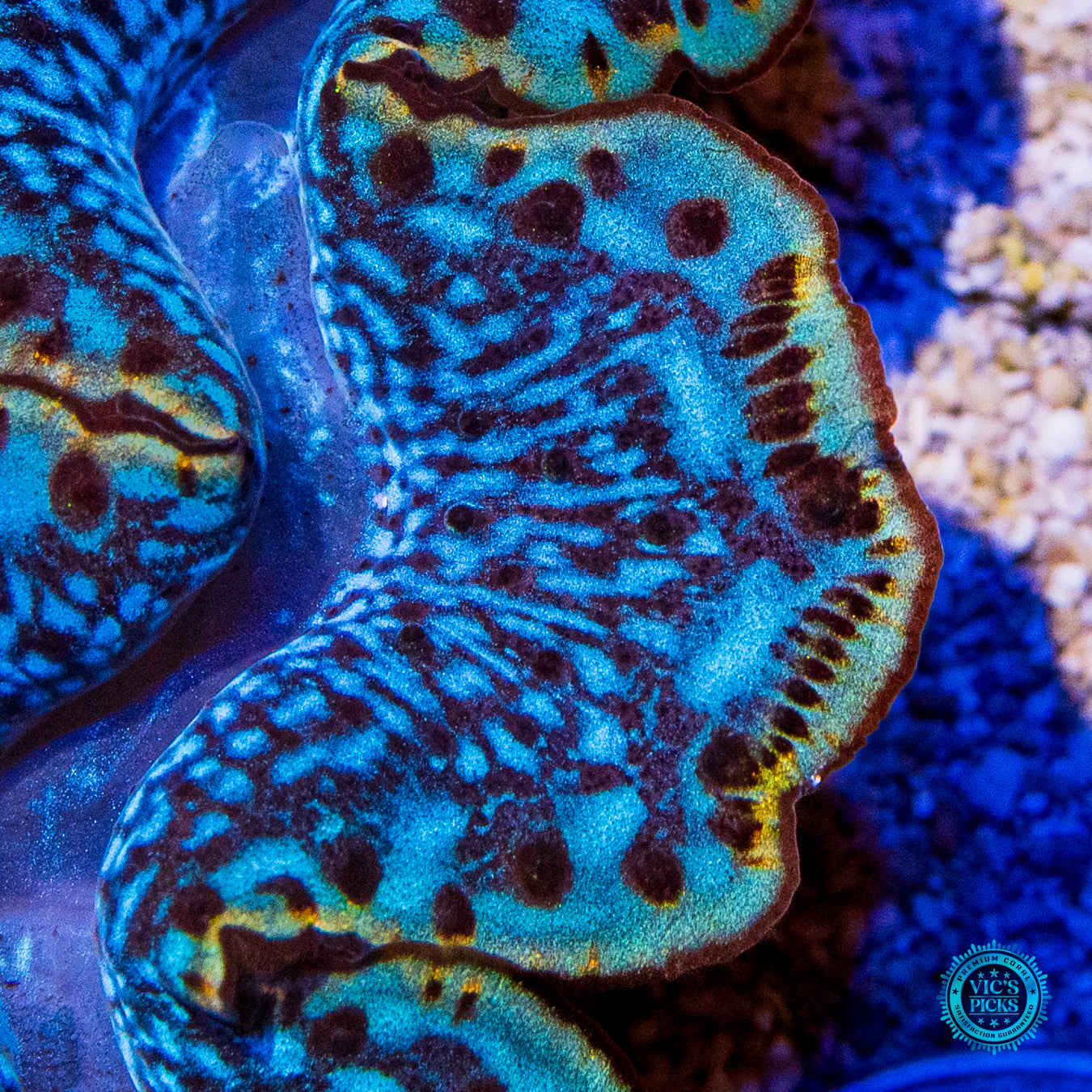 Subzero Lightning Storm Maxima Clam
