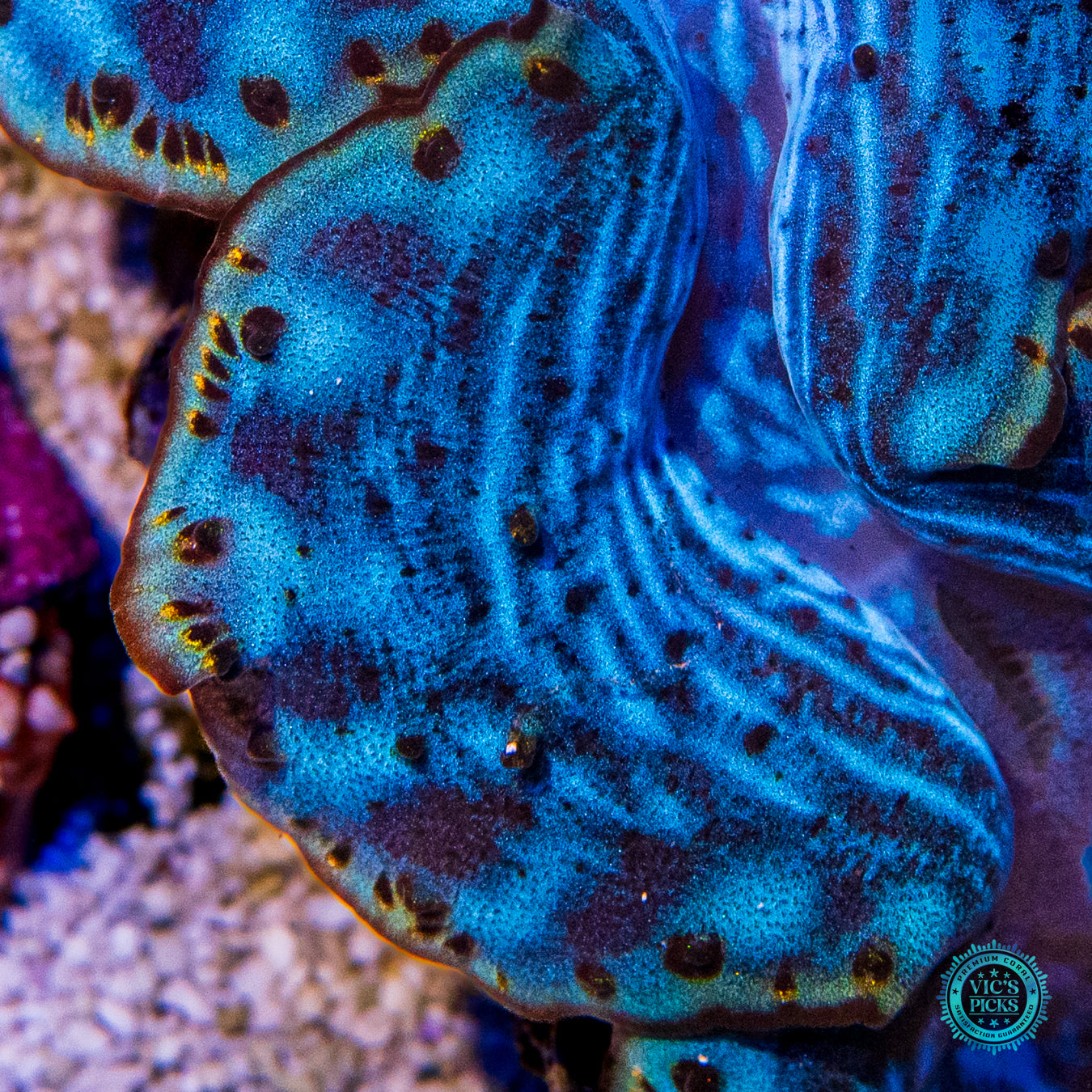 Epicenter Maxima Clam