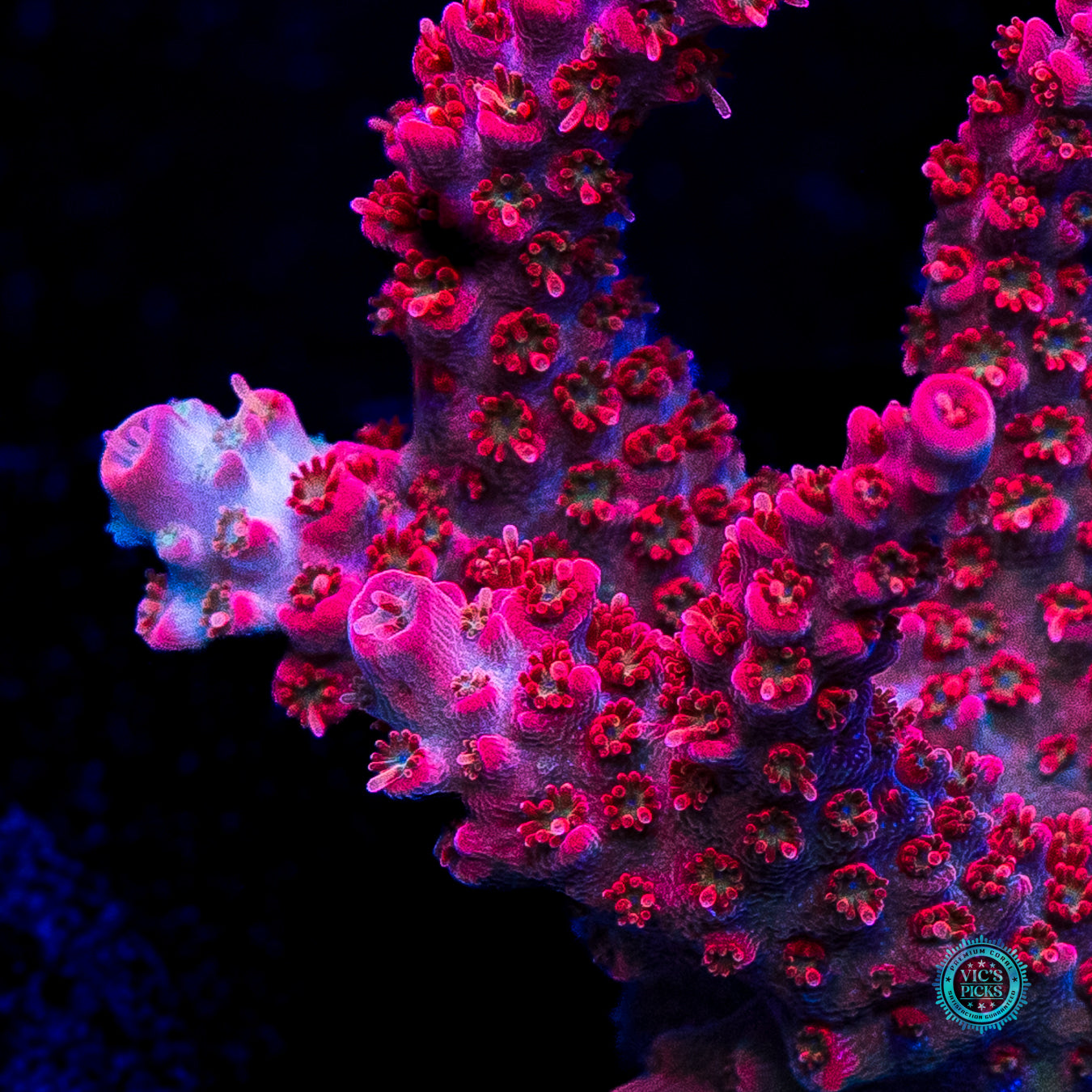 WWC Pantera Rosa Acropora