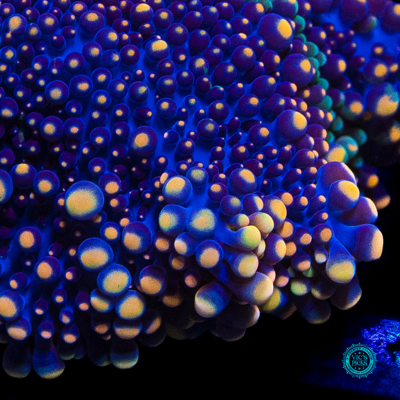 Gold Flake Yuma Mushroom