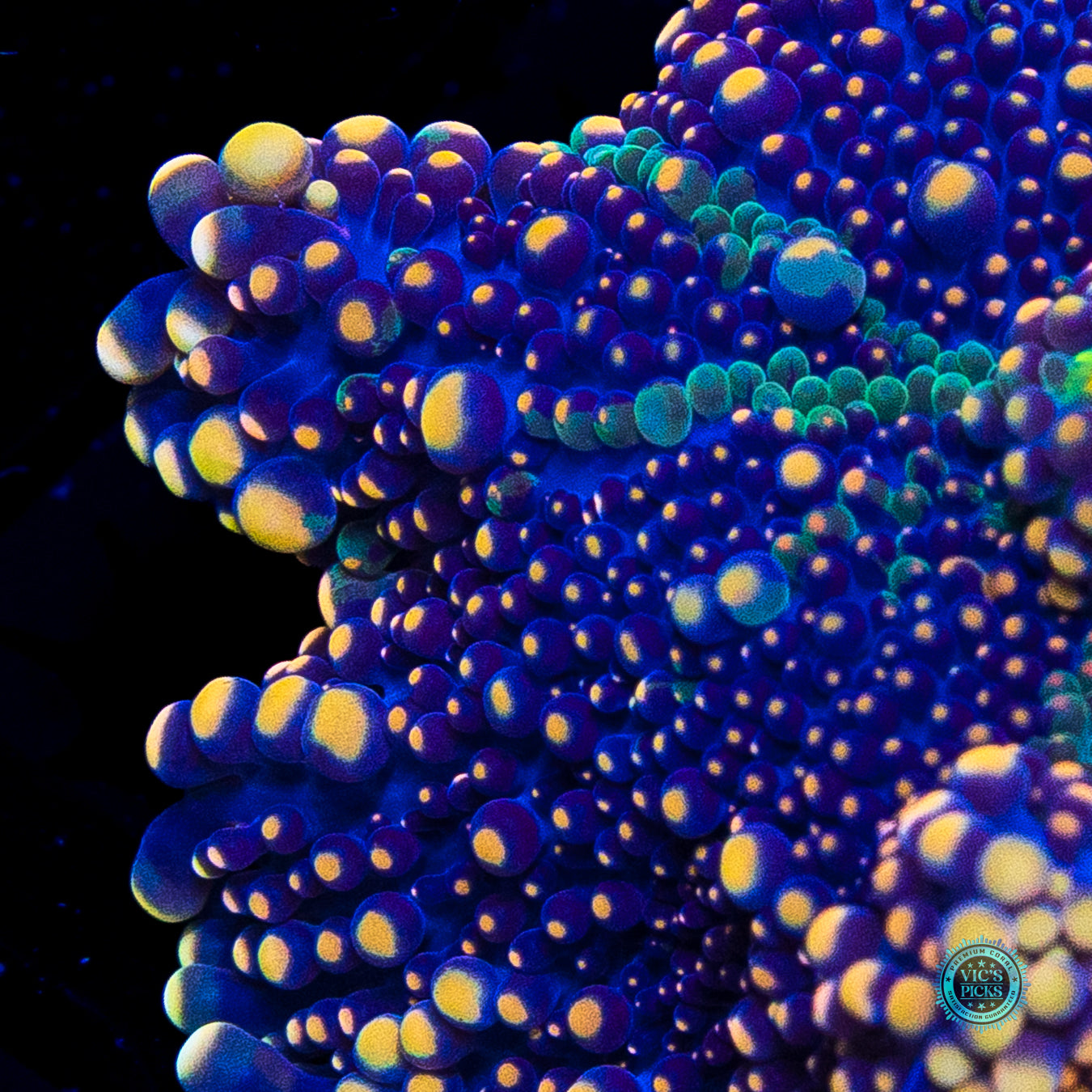 Gold Flake Yuma Mushroom