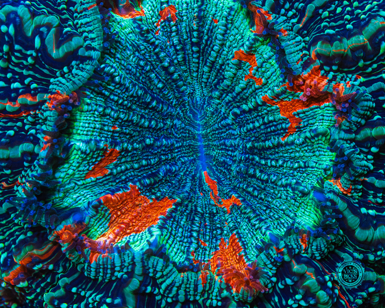 Sky Runner Acanthophyllia