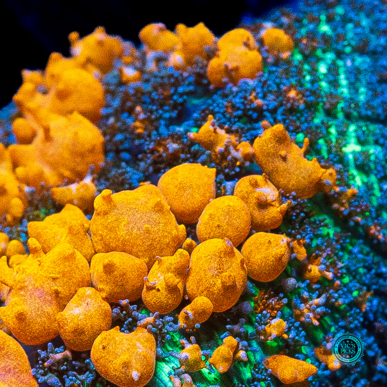 WWC Sunkist Bounce Mushroom