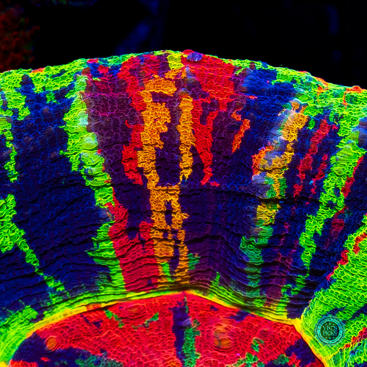 Big Bang Master Scolymia