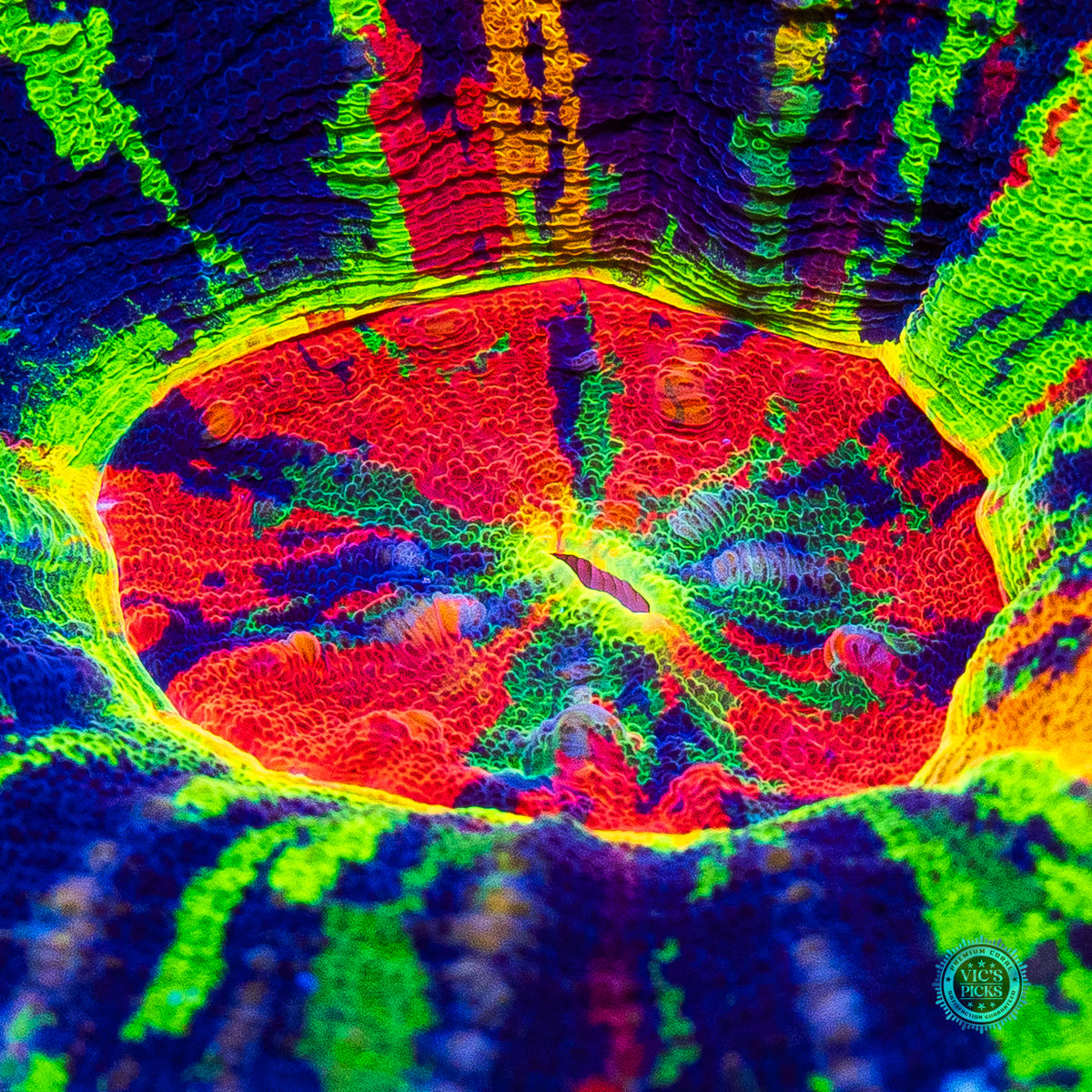 Big Bang Master Scolymia