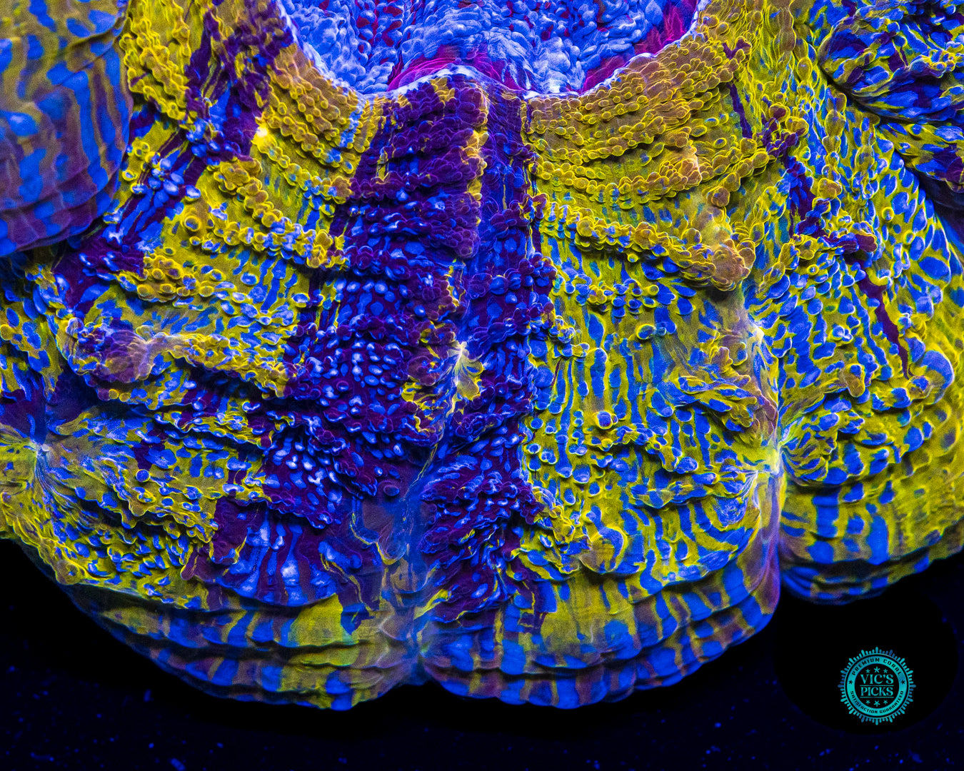 Purple Tiger Acanthophyllia