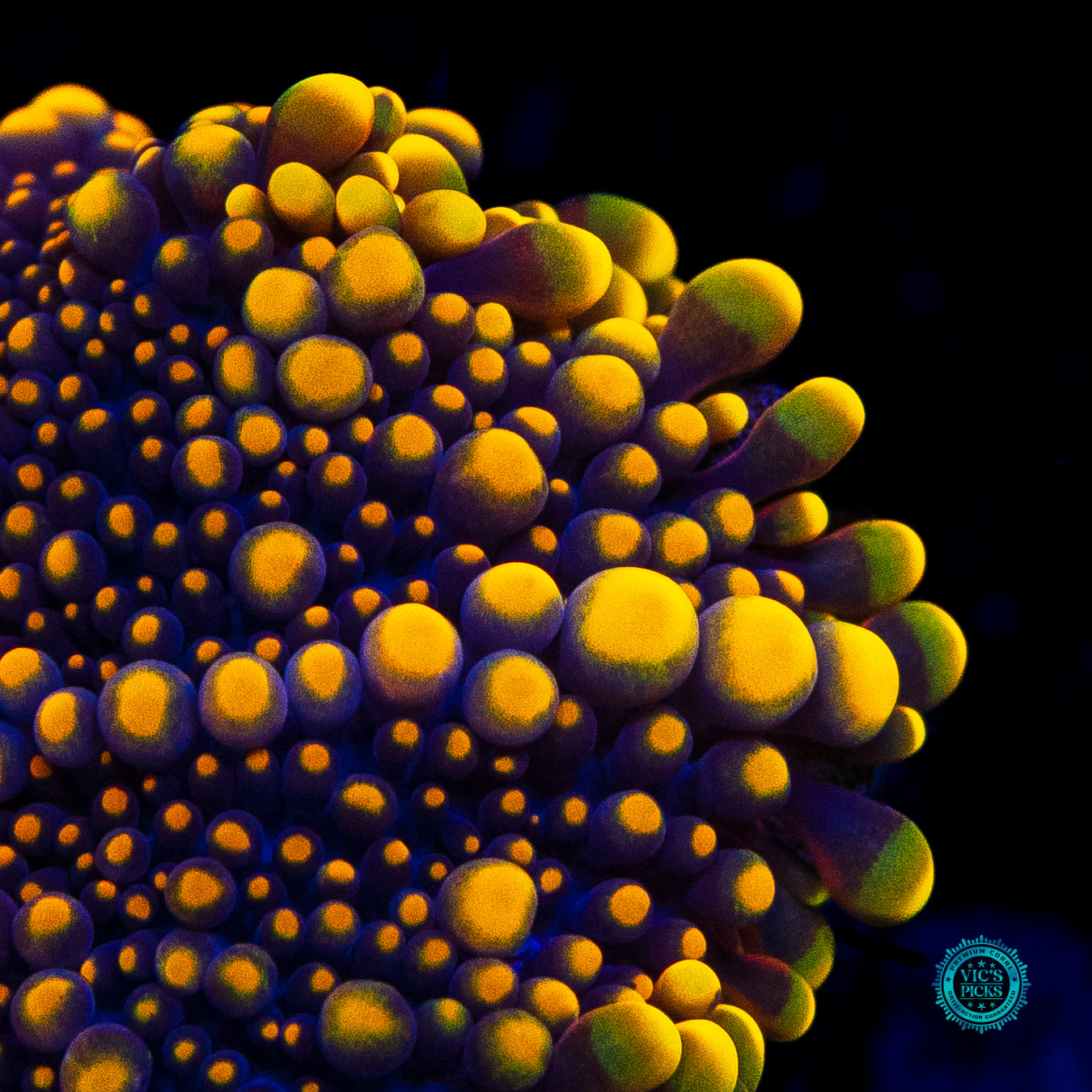 Golden Orb Yuma Mushroom