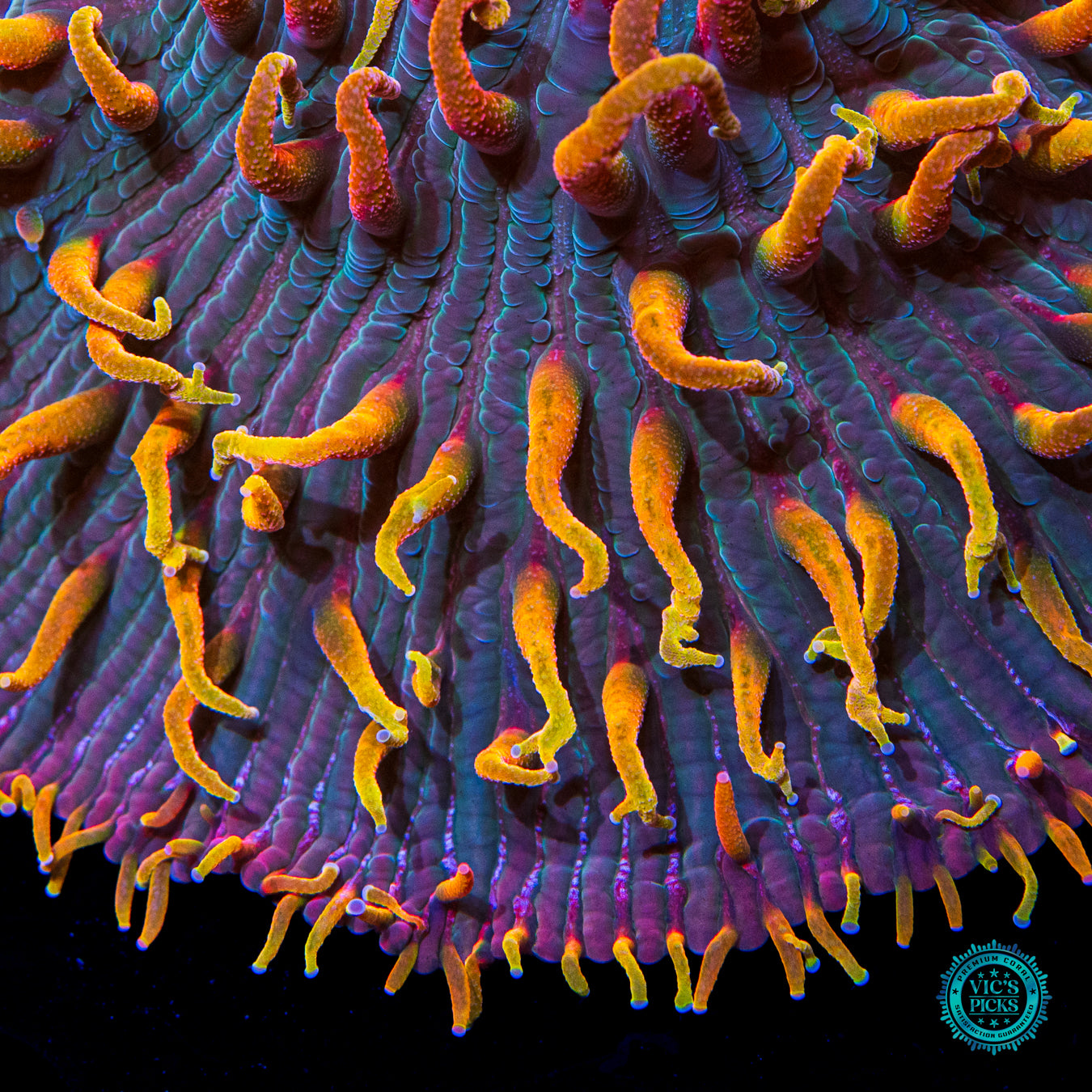 Unicorn Planet Plate Coral