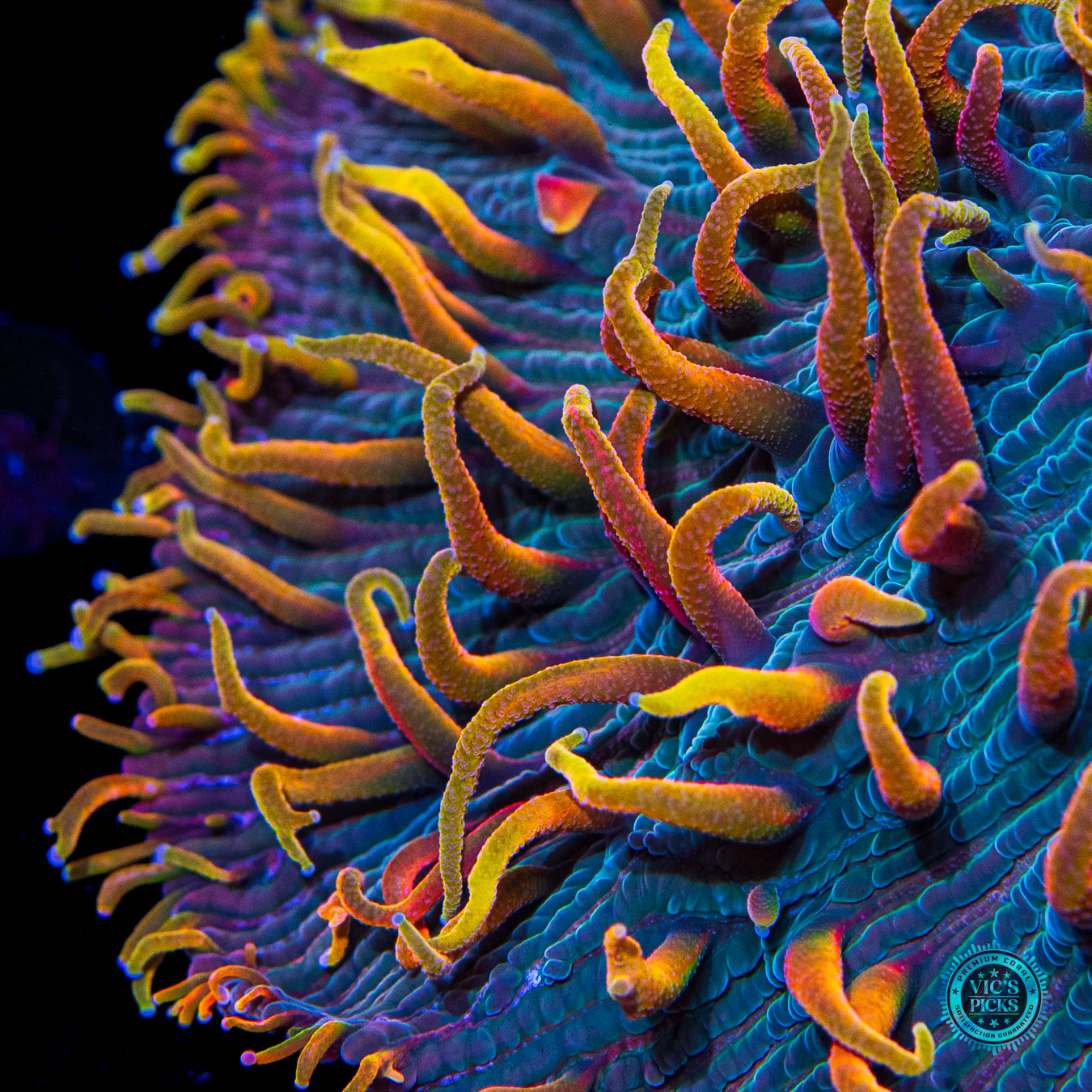 Unicorn Planet Plate Coral