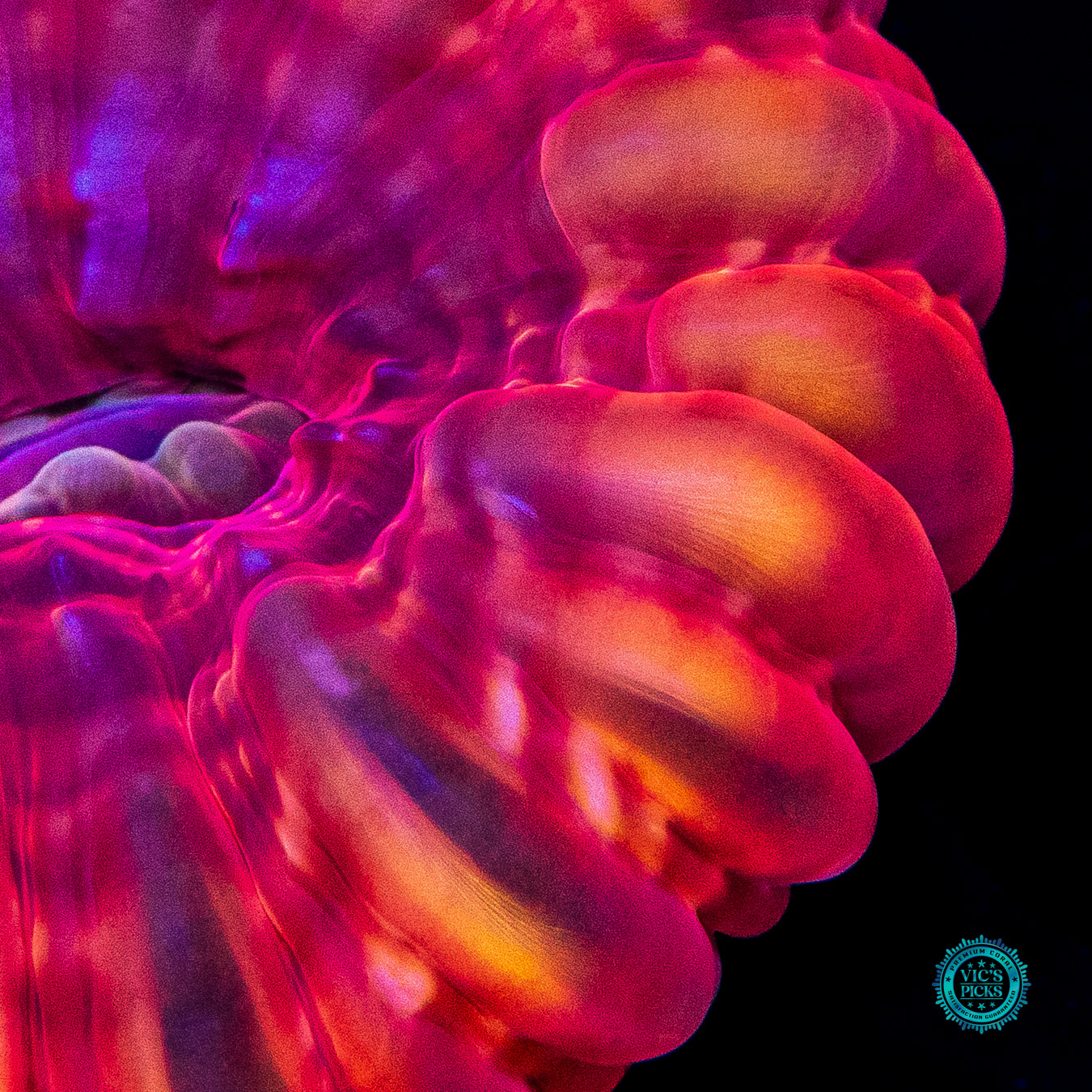 Blood Orange Cynarina