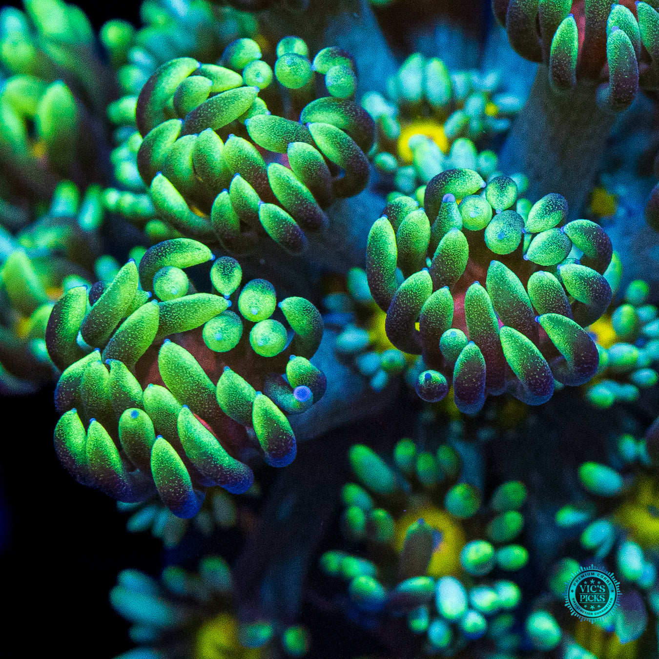 WWC Lemon Head Goniopora