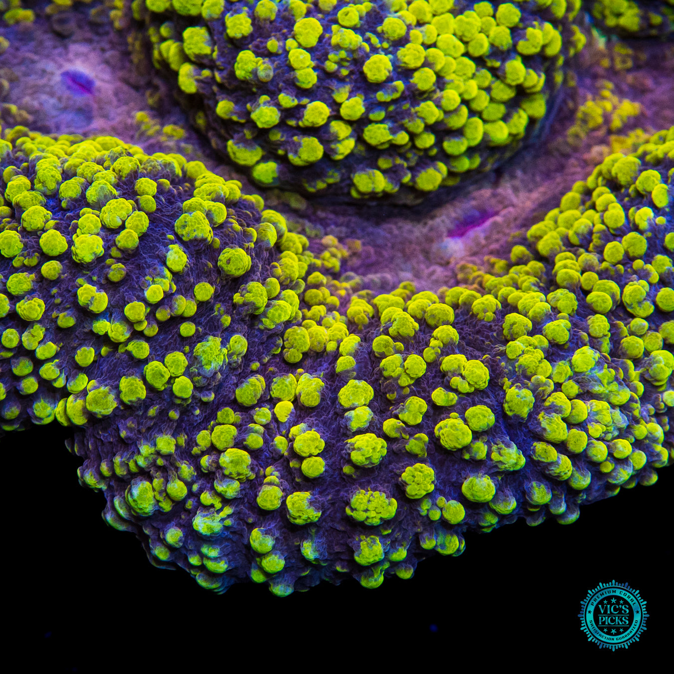 Lemoncello Carpet Lobophyllia