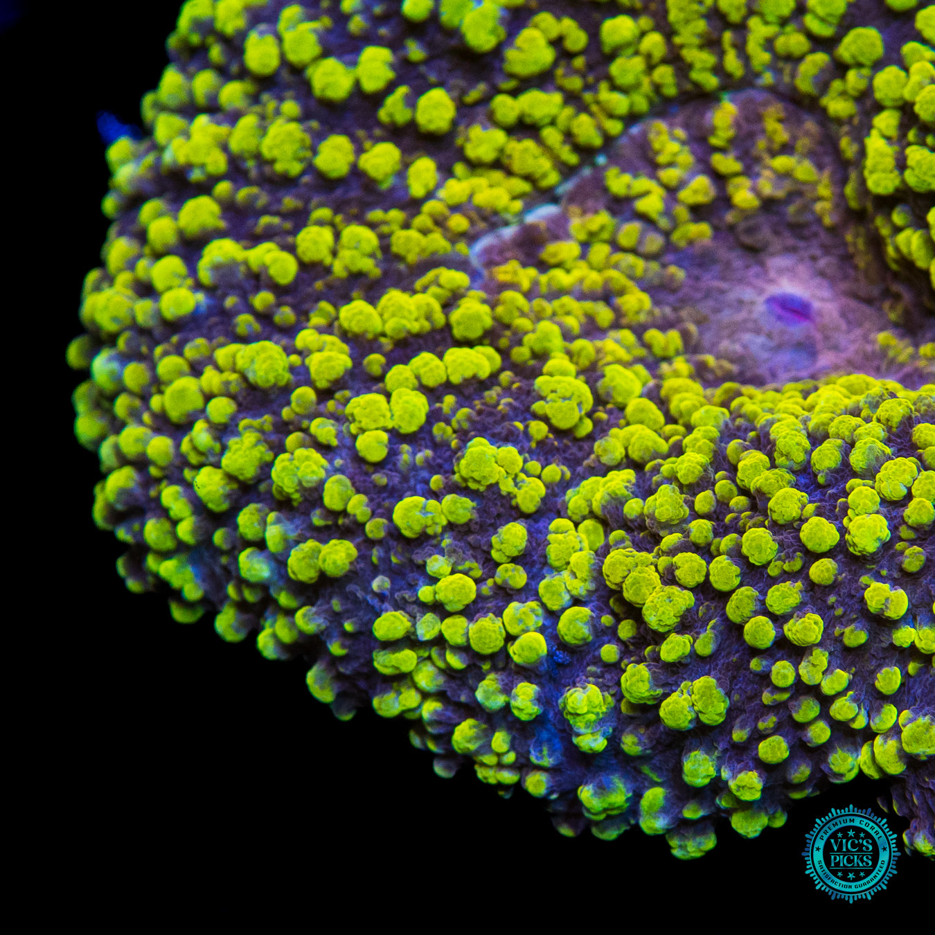 Lemoncello Carpet Lobophyllia