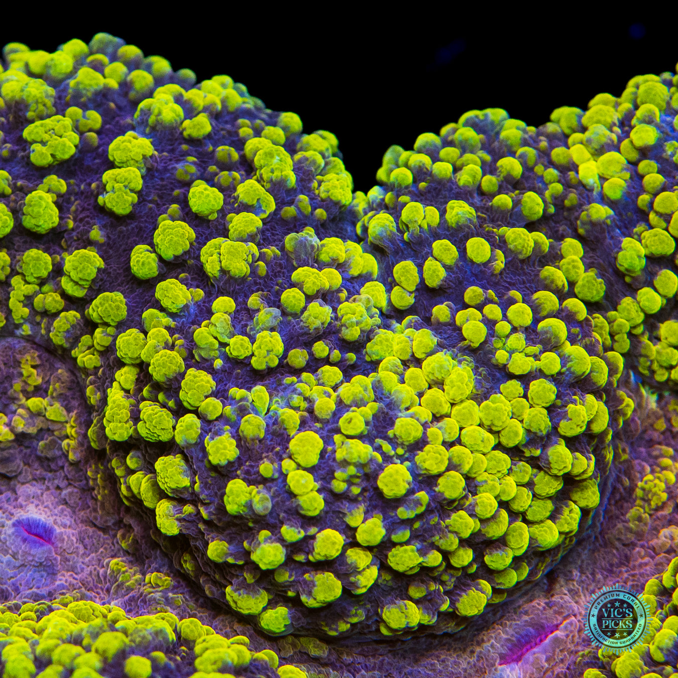 Lemoncello Carpet Lobophyllia