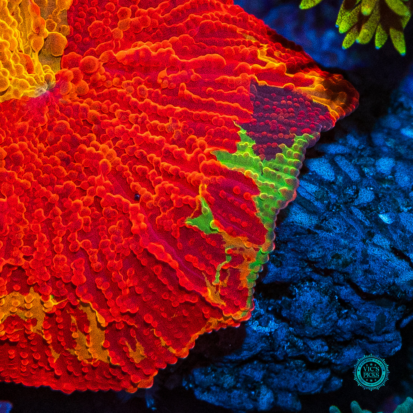 Lou's Purple Monster Jaw Breaker Mushroom