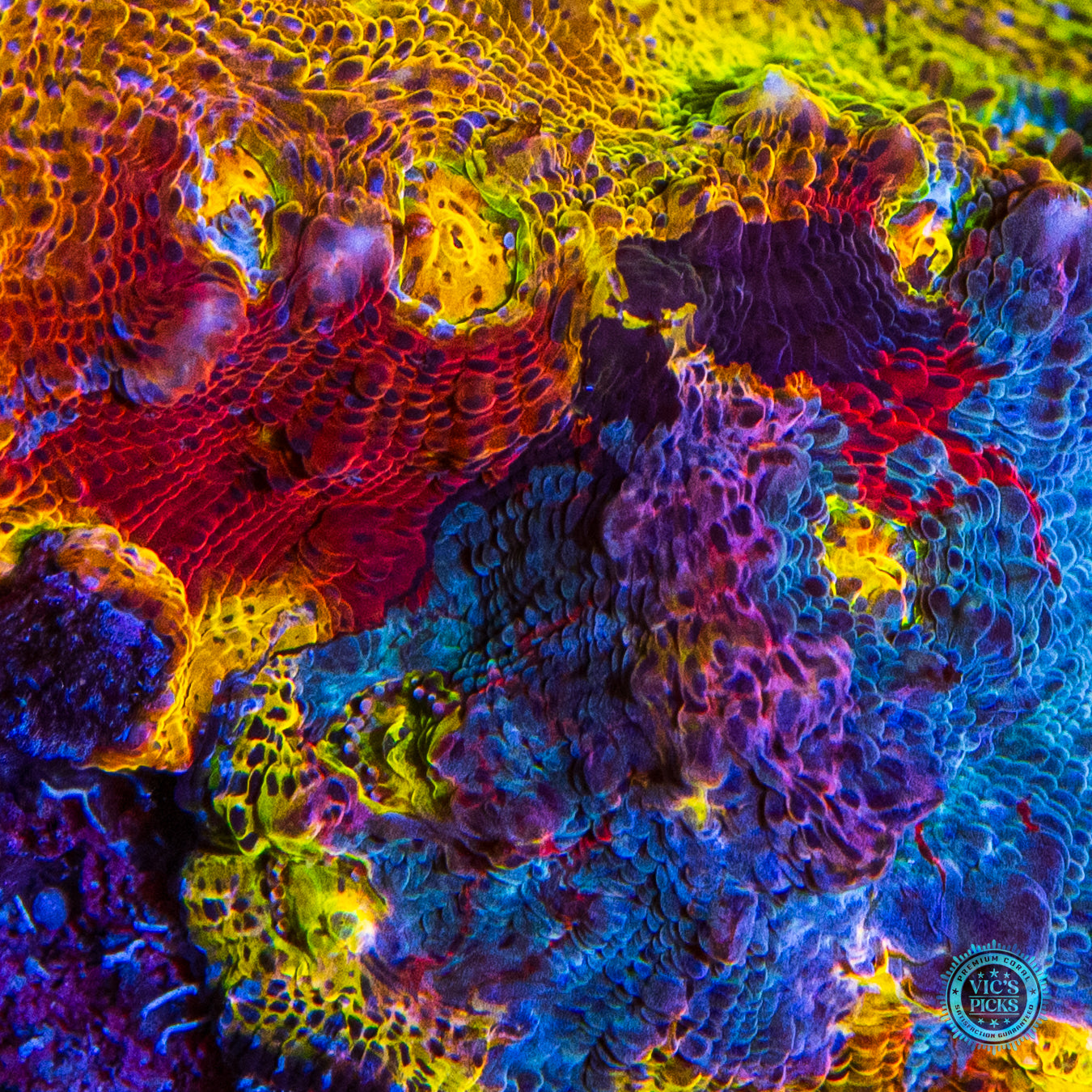 Maui Rainbow Chalice