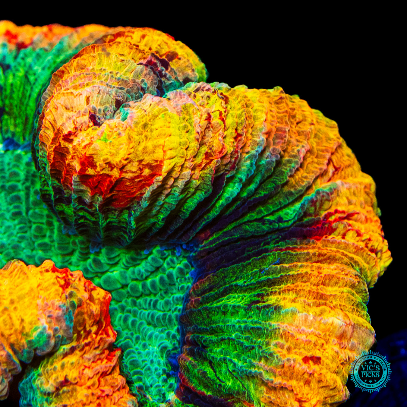 Inner Flame Trachyphyllia