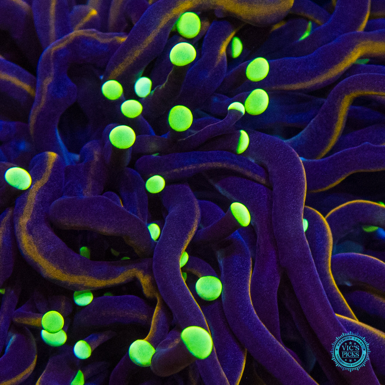 WWC Night Vision Torch