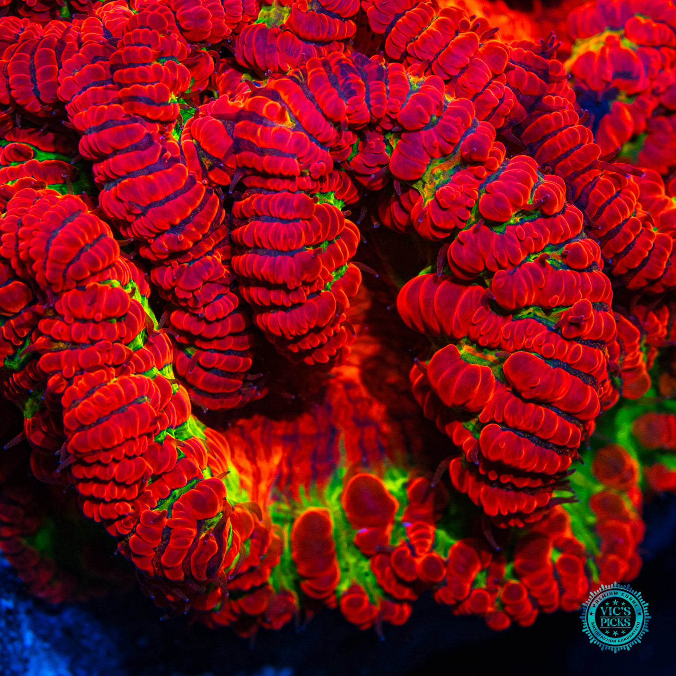 Homegrown Nuclear Meltdown Blastomussa