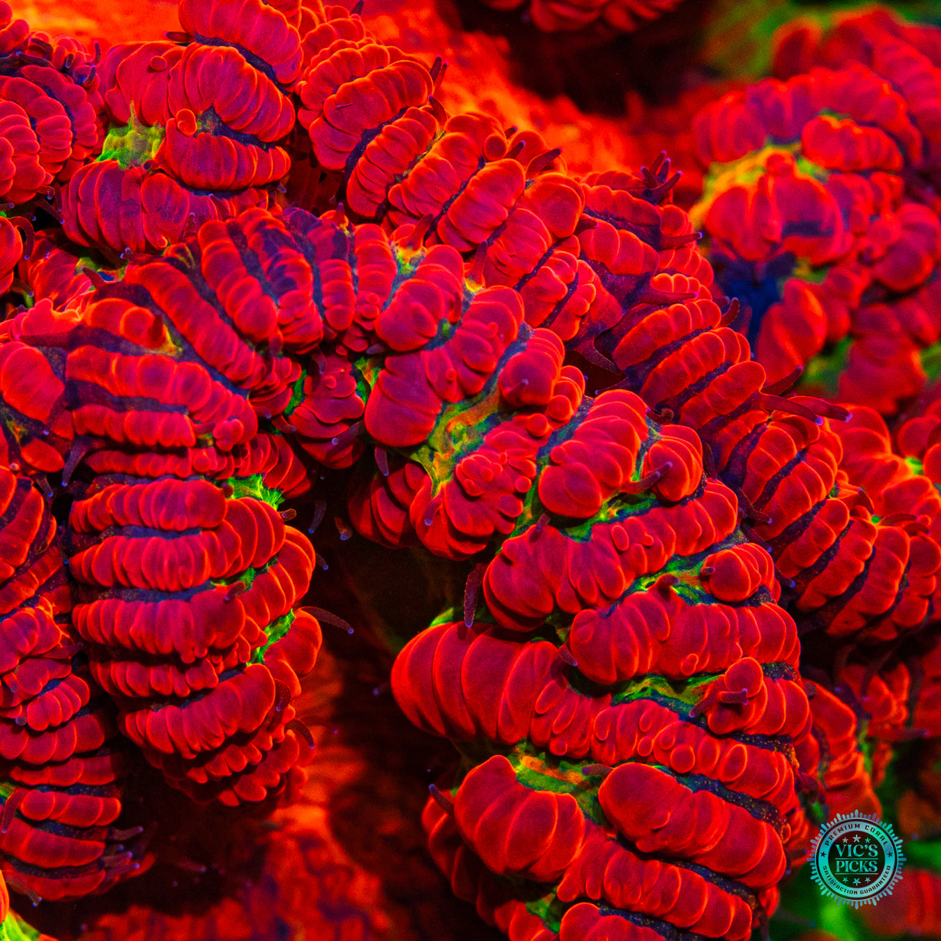Homegrown Nuclear Meltdown Blastomussa