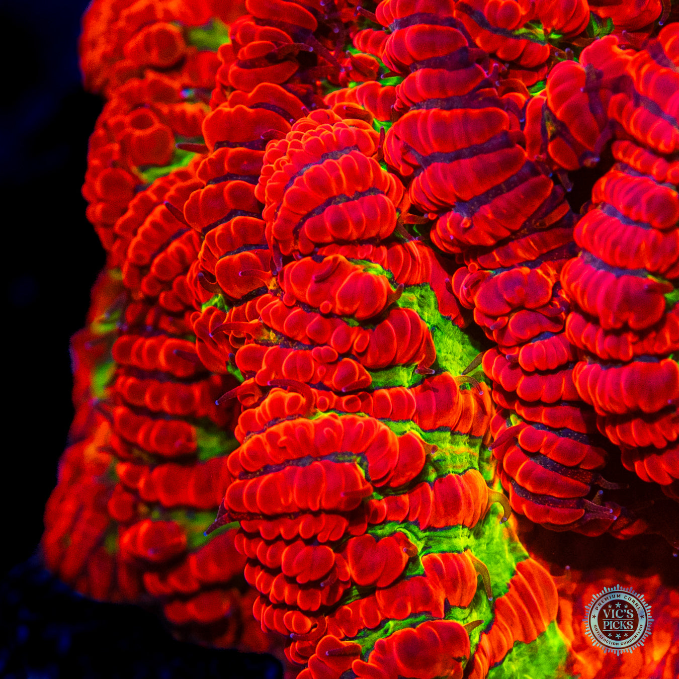 Homegrown Nuclear Meltdown Blastomussa