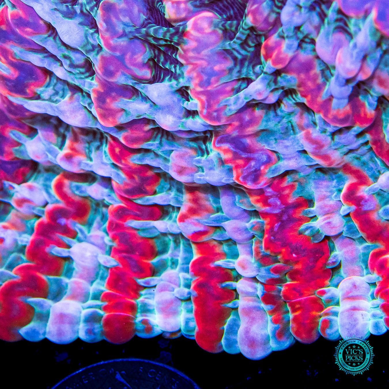 Psychedelic Shock Tart Indophyllia