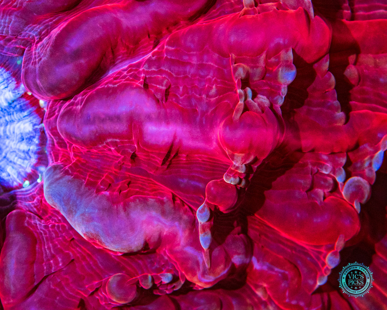 Jello Cake Indophyllia