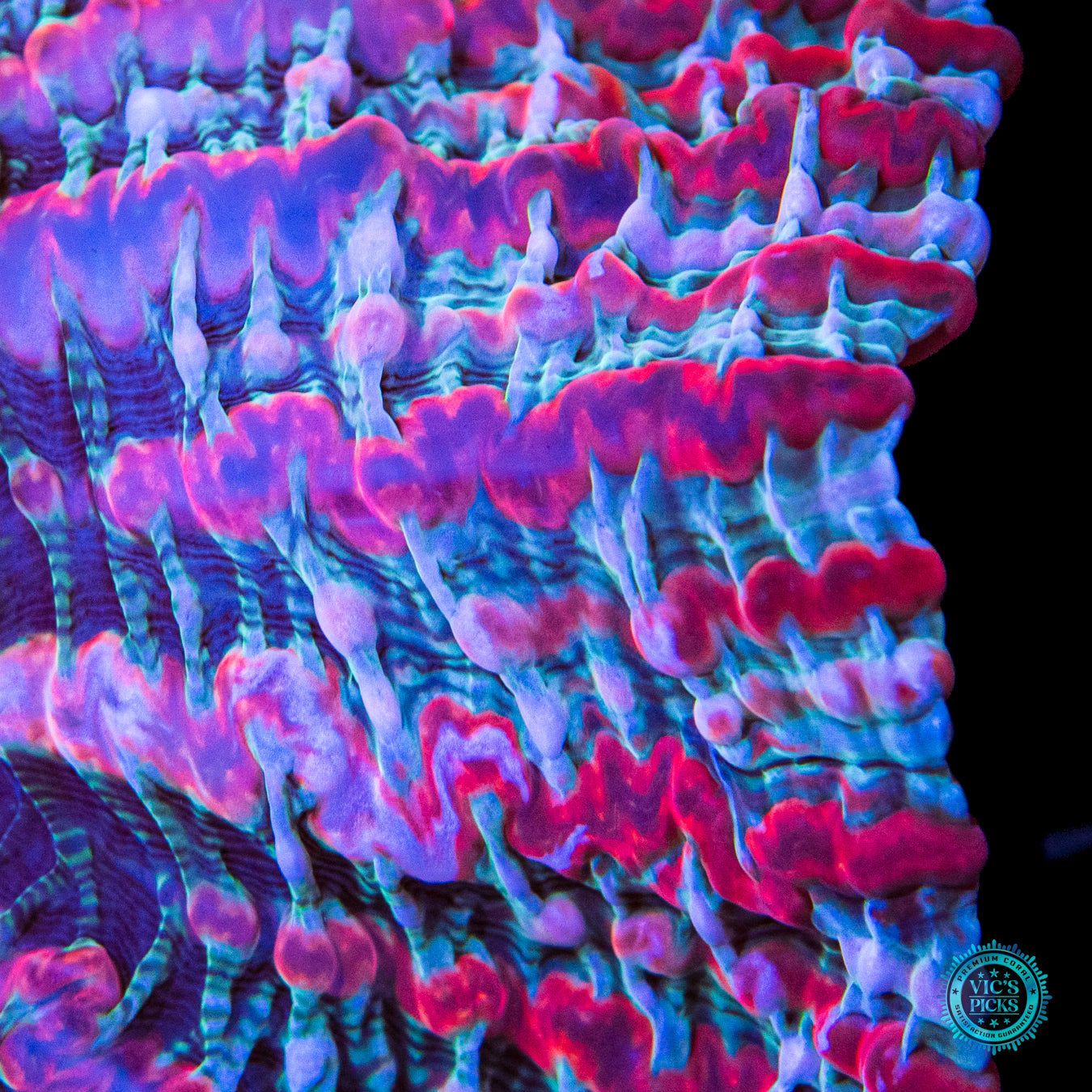 Psychedelic Shock Tart Indophyllia