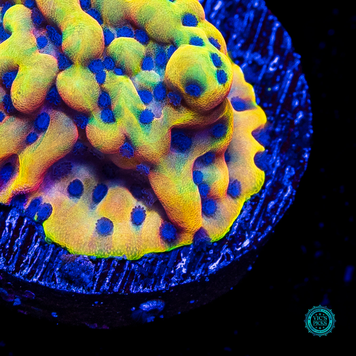 RR Crazy T Montipora