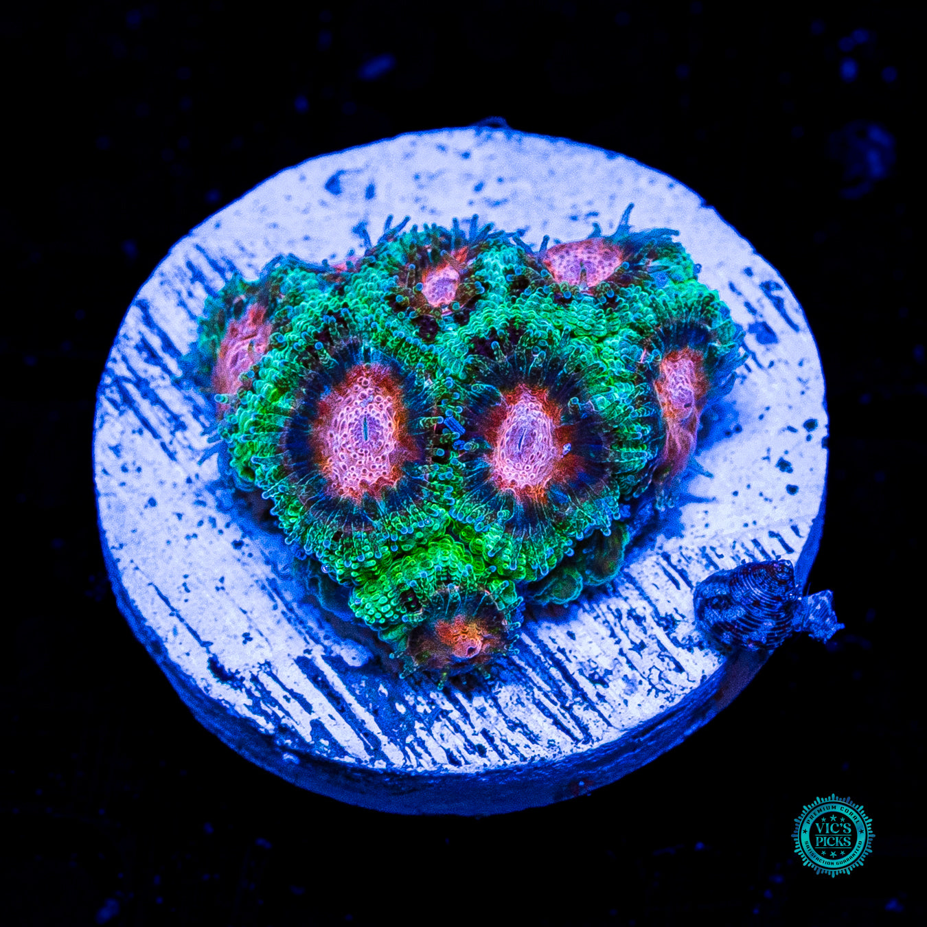 WWC Watermelon Sugar Micromussa