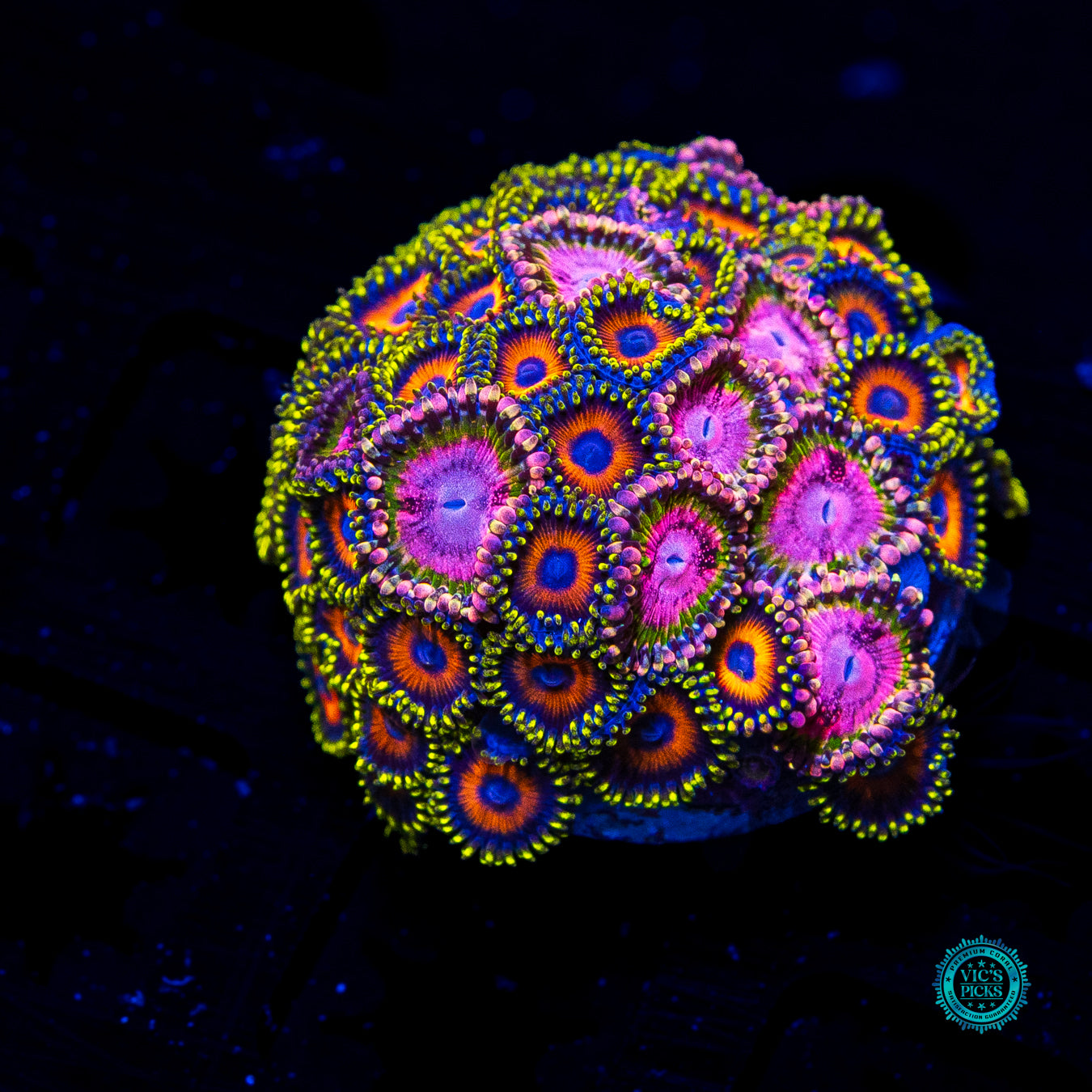 Combo WWC Pink Krakatoa and Eagle Eye Zoanthids