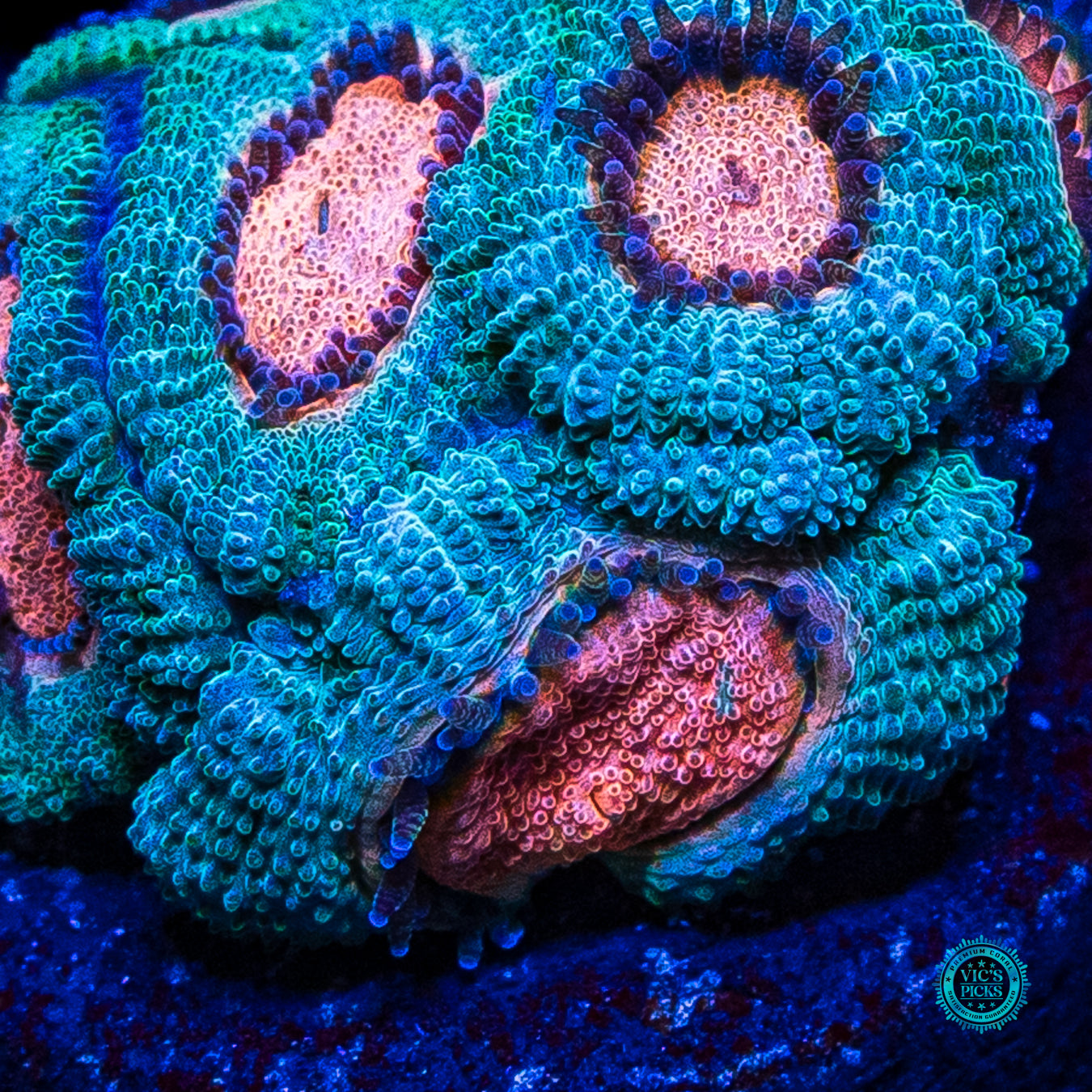 WWC Hello Yeti Micromussa