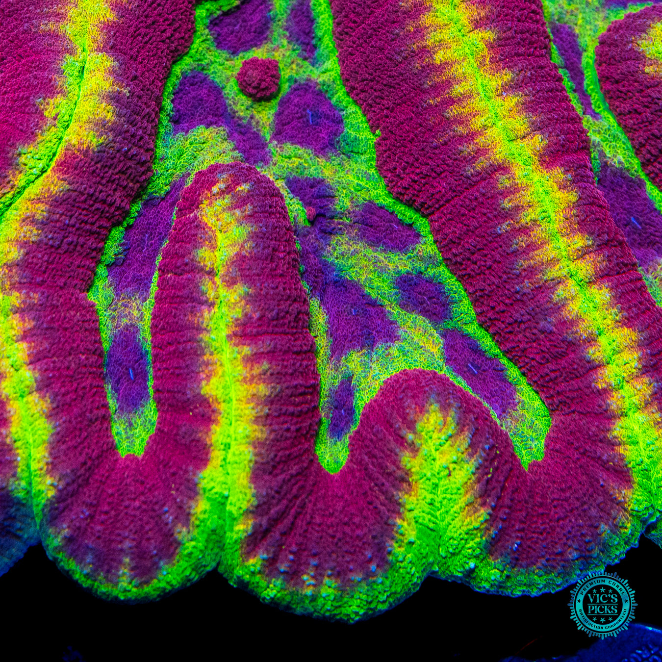 Soul Harvester Symphyllia