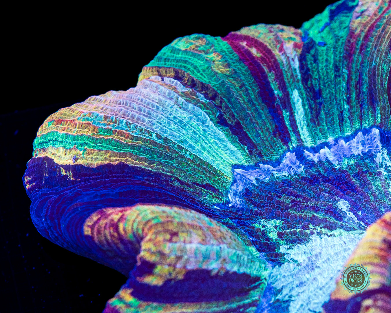 Painted Peach Trachyphyllia